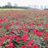 江蘇宿遷紅帽月季