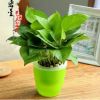 發財樹綠蘿綠植小盆栽花卉水培植物竹柏桌面辦公室內盆景九里香