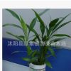 水培花卉富貴竹轉(zhuǎn)運(yùn)竹供應(yīng)批發(fā) 辦公桌面盆栽室內(nèi)凈化空氣植物