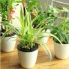吊蘭花卉綠植盆栽富貴竹常春藤綠色水培植物辦公室內(nèi)桌面小盆景