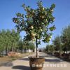 盆栽果樹矮化 陽(yáng)臺(tái)盆栽果樹 盆栽花盆 觀賞果樹 量大從優(yōu)