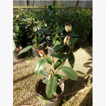 福建花卉 室內(nèi)花卉 盆景 盆栽觀花植物 紅花含笑