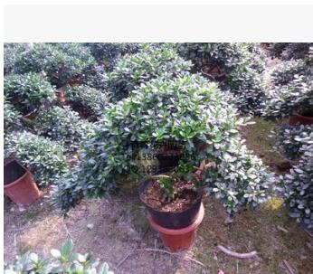 福建花卉 種植基地花卉批發 造型杜鵑花 永福花卉