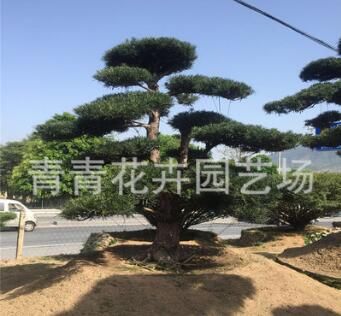 福建花卉 青青花卉園藝 造型羅漢松盆景 別墅造型盆景