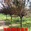 紫葉李