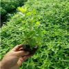 青州基地供應(yīng)宿根花卉綠化千屈菜 地被綠化植物批發(fā)