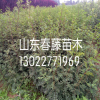 花椒種苗品種最好