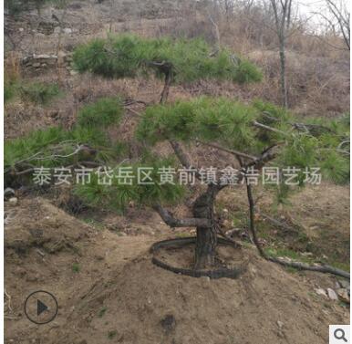 山東景松基地供應迎客松樹 優質綠化樹木 泰山迎客松 綠化觀賞樹