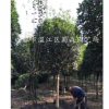 高分枝桂