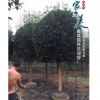 成都精品高桿桂花