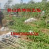 3公分杜仲樹苗 各種規格仲樹苗 綠化苗杜仲樹苗