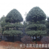 供應(yīng)造型構(gòu)骨 庭院別墅綠化 無(wú)刺構(gòu)骨造型球批發(fā)