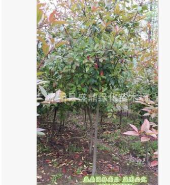 高桿石楠樹 供應2-8公分獨桿石楠樹工程苗紅葉 樹型優(yōu)美