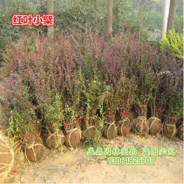 苗圃低價直銷 紅葉小波球 紅葉小檗球 紅色球類50公分-1米5品種全