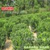 苗圃直銷 大葉黃楊球 40公分-1.5米-冬青球 四季常青點(diǎn)綴用