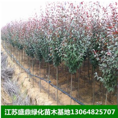 紅葉李樹苗速生紫葉李小苗工程苗彩葉樹種綠化苗木
