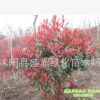 供應(yīng)紅葉石楠球 紅葉石楠苗 羅賓斯 紅羅賓紅葉石楠樹(shù) 規(guī)格齊全