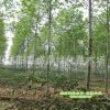 供應(yīng)1-20公分法桐樹(shù)苗 高公岔點(diǎn)法桐 原生骨架 法桐小苗統(tǒng)一定桿