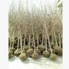 批發嫁接玉蘭樹苗紫白黃玉蘭苗 規格齊全樹苗綠化苗木1-20