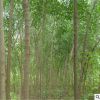 供應絲綿木樹苗 基地直銷綠化工程苗木 規格齊全