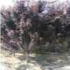 基地直銷2公分3公分4公分5公分紅葉李 規格齊全 易成活