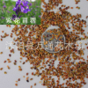 供應紫花苜蓿種子 牧草系列 花圃苗圃生產 進口紫花苜蓿牧草種子