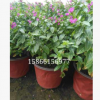 批發盆栽滿天星紫花滿天星客廳陽臺綠植盆栽花卉常年開花不斷