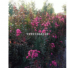 江蘇宿遷美國紫薇美國紅火球紫薇