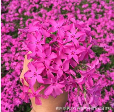 高檔宿根花卉 芝櫻花批發(fā)銷售 耐寒植物芝櫻花 花海