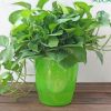 大盆長藤綠蘿吊蘭垂吊植物盆栽特大號室內大葉綠蘿新房除甲醛植物