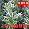批發冬青樹苗 冬青小苗 法國冬青大葉黃楊金邊冬青北海道四季常青