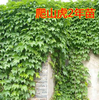 爬山虎苗 五葉地錦 爬墻高手 遮陽(yáng)降溫 2年苗 藤本植物 凈化空氣