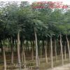 新采一級臭椿種子 紅葉臭椿樹種子 去皮凈種子