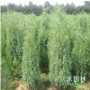 基地直銷刺柏苗綠化工程苗木批發松柏樹苗刺松小苗