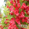 批發紅王子錦帶小苗直銷 地被色塊王子錦帶苗規格齊全王子錦帶