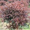 供應綠化苗木 紅葉石楠 紅葉石楠球 獨桿紅葉石楠 規格齊全