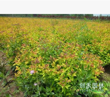 金山繡線菊低價批發 工程綠化 金山繡線菊苗規格齊全繡線菊種子