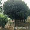 批發(fā)精品嫁接青島即墨嶗山桂花 種類齊全 成活率高