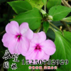 鳳仙花種子批發(fā) 中國鳳仙種子批發(fā)直銷處 實(shí)體店發(fā)貨 包發(fā)