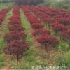 專業(yè)種植供應(yīng)各種規(guī)格綠化工程 紫葉李球 叢生大紫葉李
