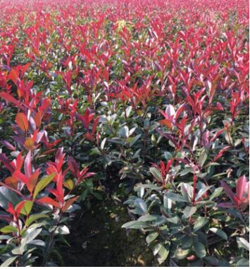 專業(yè)種植供應(yīng)各種規(guī)格綠化工程紅葉石楠地被 紅葉石楠小苗