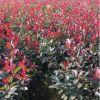 專業(yè)種植供應(yīng)各種規(guī)格綠化工程紅葉石楠地被 紅葉石楠小苗