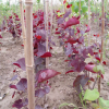 大量供應日本紅葉紫荊種子 出芽率高 顆粒飽滿 廠家直銷