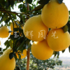 基地批發柚子樹苗 精品琯溪大蜜柚 當年結果柚子苗 庭院盆栽花卉