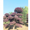 湖南長沙湖南造型紅繼木 造型紅繼木古樁價(jià)格