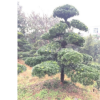 湖南長沙湖南造型羅漢松 造型羅漢松價(jià)格 造型羅漢松直銷