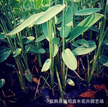 供應(yīng) 水生植物 濕地綠化苗木 再力花 挺水植物