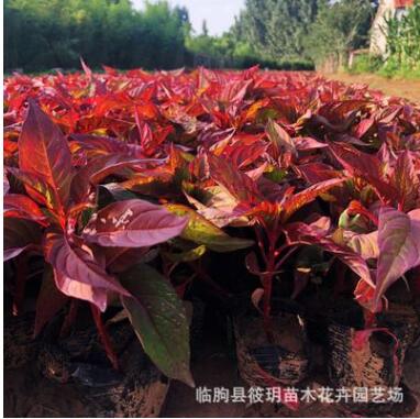 觀賞花卉 陽臺綠植 花批發(fā) 雞冠花 庭院盆栽易 雞冠花草