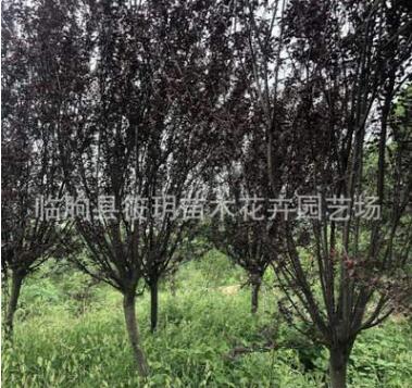 專業(yè)種植 供應(yīng)綠化工程紫葉李 優(yōu)質(zhì)綠化苗木紫葉李 基地直銷綠化
