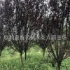 專業(yè)種植 供應(yīng)綠化工程紫葉李 優(yōu)質(zhì)綠化苗木紫葉李 基地直銷綠化